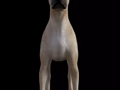 GreatDean - Dog 3D model