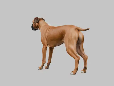 A detailed Boxer dog Low-poly 3D model