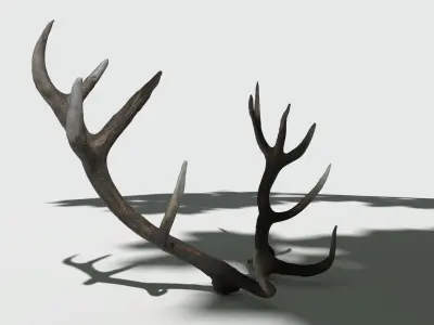 Reed Deer Antlers Scan 3D model