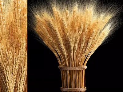 Bouquet of dried flowers from spikelets of wheat 287 3D model