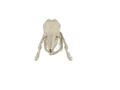 Dolphin Skeleton 3D model