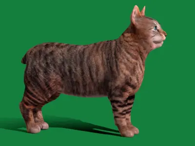 Manx Cat Low-poly 3D model