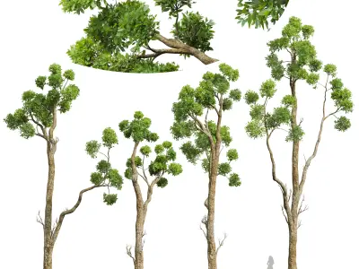 New Plant High detail Cinnamomum Camphora Decorative Free 3D model