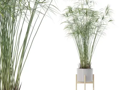 Cyperus papyrus in modern flower pot 3D model