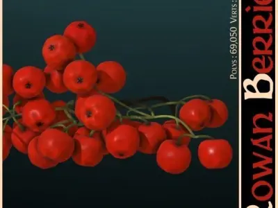 Rowan Berries 3D model
