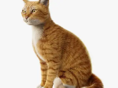 Cat Orange Tabby Rigged Animated 3D model