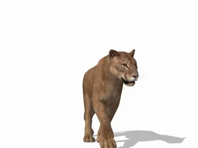 Mountain lion - 3d model 3D model