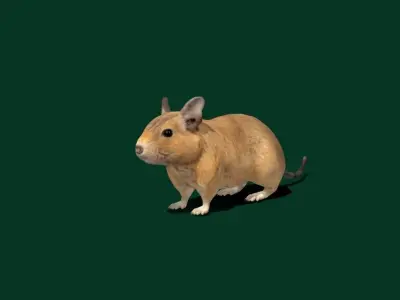 Common Degu Rat Rodents Low-poly 3D model