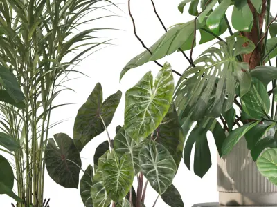 Plants collection 202 - ficus palm alocasia monstera lyrata 3D model