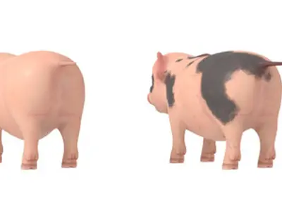 Lovely pig Lovely pig 3D model