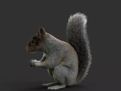 Gray Squirrel Xgen Rigged 3D model
