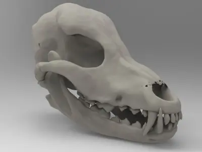 Petrified Canine Skull Low-poly 3D model