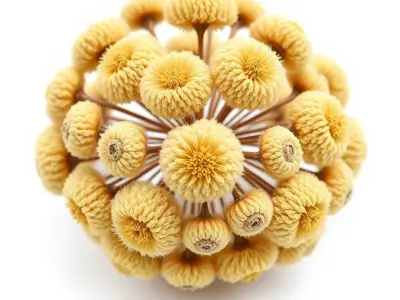 Yellow Pom Pom Flower Model Pack Low-poly 3D model