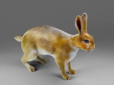 Fur Gray Rabbit NO Rigged  Low-poly 3D model