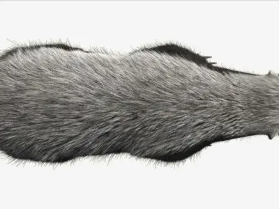 Honey badger with realistic fur Low-poly 3D model
