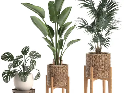 Decorative plants in a basket 574 3D model