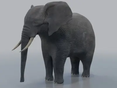 African Elephant - Loxodonta Africana Low-poly 3D model