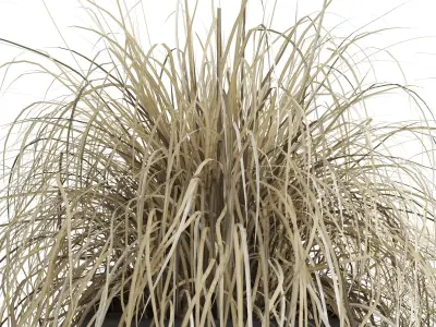 Dried Ornamental Cereal Plants 3D model