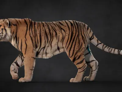Tiger 2025 B RIG Xgen core 3D model