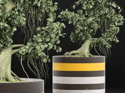 Plants Collection 122 Bonsai 3D model