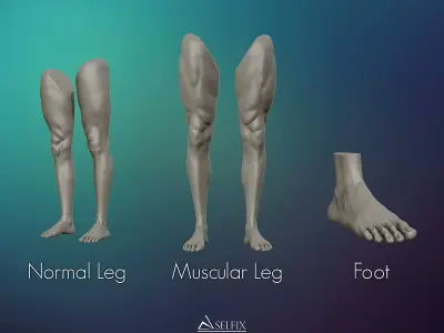 Foot and Leg anatomy 3D print model