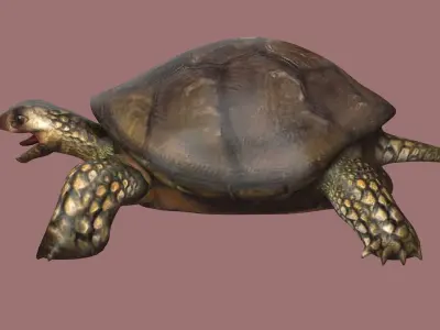 tortoise reptile turtle animal wildlife slow zoo armor  3D model