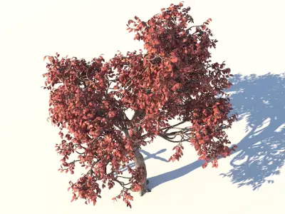 Acer Tree 3D model