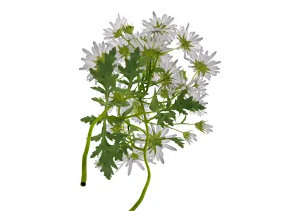 Marguerite daisy 3D model