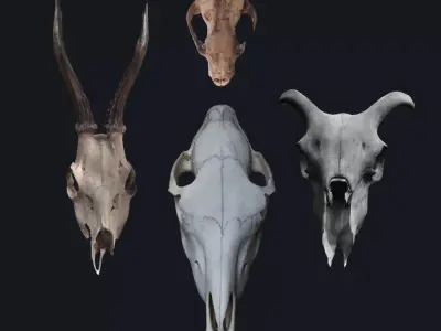 Photogrametry Skull Pack 3D model