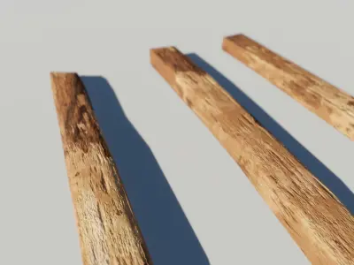 Oak Wood and Bark Texture