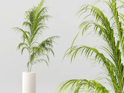 Collection Indoor Plants 028 3D model