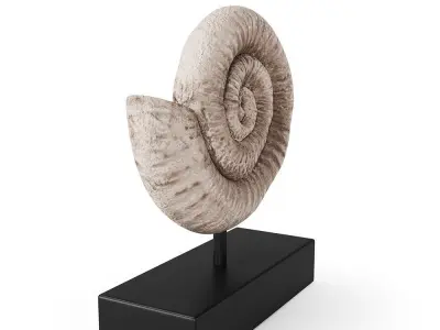 Fossil Shell 3D model
