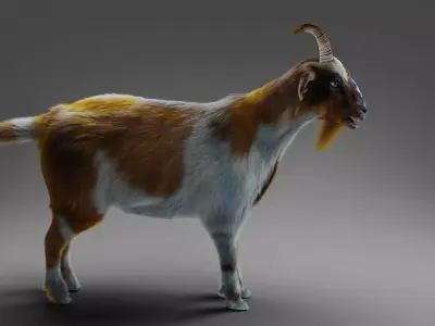 Fur Goat 01 NO Rigged in Blender Low-poly 3D model