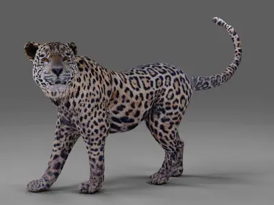 Jaguar Rigged in Blender  Low-poly 3D model