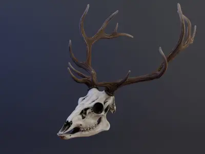 Deer Skull Low-poly 3D model