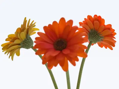 Gerberas in the sphere vase 3D model