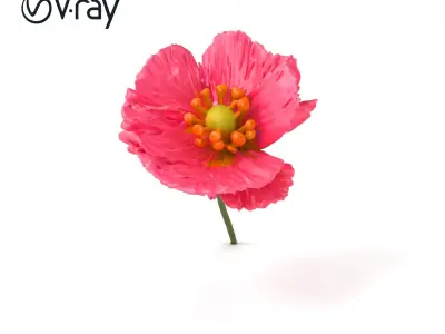 Papaver Pink Flower Detailed Petal Model Pack Low-poly 3D model