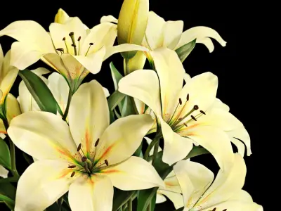 flower set 2 lilies and nuts 3D model