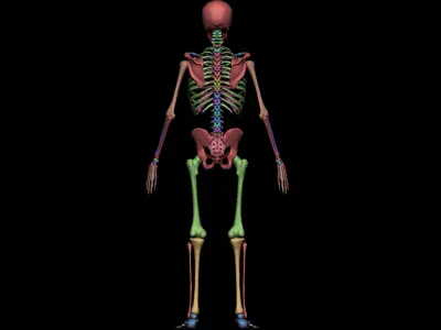Anatomy Skeleton 3D Model Low-poly 3D model