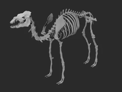 Skeleton of camel 3D model