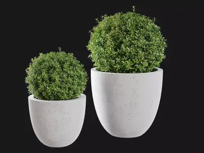 Indoor Plants Free 3D model