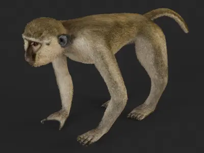 Chlorocebus monkey 3D model