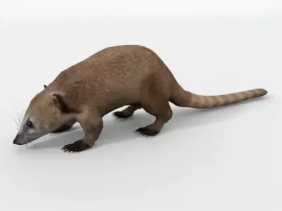 Coati antelope Low-poly 3D model