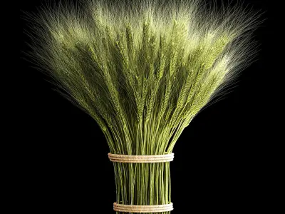 Decorative bouquet of green spikelets of wheat 286 3D model