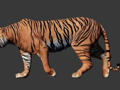 Tiger 3D Realistic Model  3D model