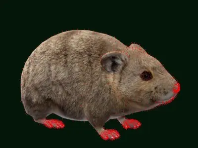 American Pika Rodent Low-poly 3D model