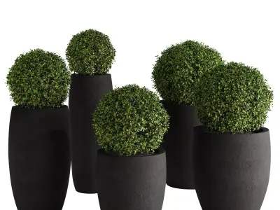 Aglaia odorata plant 01 3D model