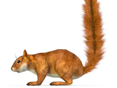LowPoly Forest Wild Red Squirrel Low-poly 3D model