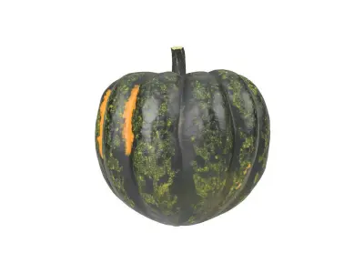 Photorealistic Acorn Squash 3D Scan 1 3D model