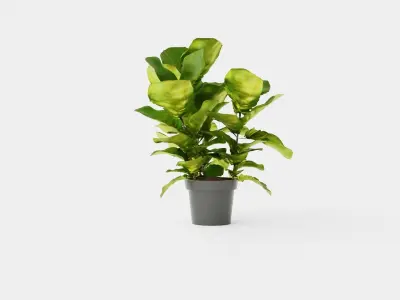 Ficus lyrate Low-poly 3D model